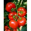 Seminte Hibrid de tomate Lady Rosa F1 - Seminte De Tomate