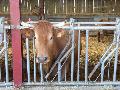 Bariere de protectie, bariere separatoare ferma