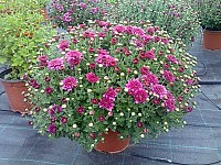 Crizanteme multiflora ca niste enorme ciuperci !