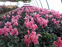Cyclamen XXL la doar 10 lei direct de la producator