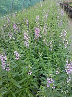 Flori si plante aromatice