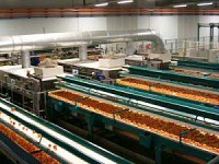 Masini si linii complexe pentru sortare legume si fructe