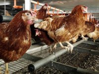 GAINI OUATOARE LA REFORMA