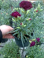 Garofite la ghiveci 9 lei direct producator