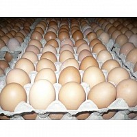 OUA DE GAINA DE CONSUM