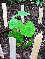 ARBORI PAULOWNIA ELONGATA