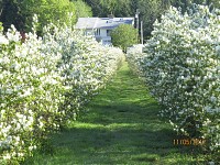 Plante Afin Canadian Saskatoon