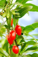 Plante Goji in vitro si aronia