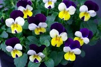 Plante de sezon