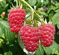 Puieti zmeur POLKA , POLANA