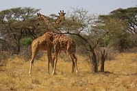 Revelion 2017 AFRICA DE SUD