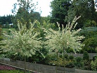 Arbusti decorativi SALIX INTEGRA HAKURO-NISHIK