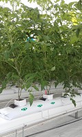 SALTEA HIDROPONICA DIN PERLIT