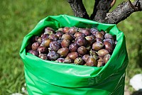 Saci polietilena fructe