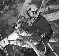 TOALETARI COPACI BUCURESTI