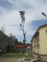 Taieri si toaletari copaci