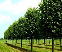 Tei, Tilia arbore frumos mirositor