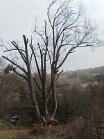 Vrei sa nu mai ai probleme cu copacul de langa casa?
