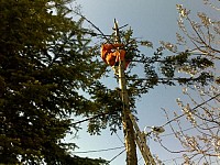 Toaletare copaci inalti