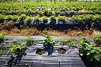 Folie neagra pentru mulcire