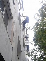 placari cu polistiren