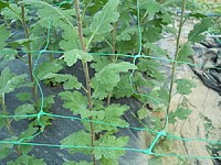 Plasa sustinere plante