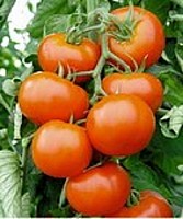 Rasaduri de legume