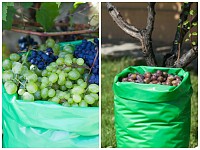 Saci si huse pentru fructe