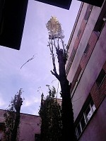 servicii de taiere si toaletare arbori bucuresti