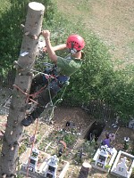 TAIAT ARBORI Cluj Napoca