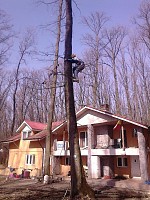 servicii de toaletare si taiere arbori