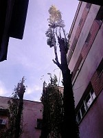 taieri si toaletari copaci bucuresti