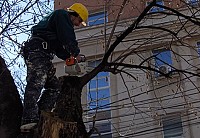 toaletare estetizari arbori