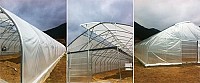 Solarii profesionale de legume cu ventilatie la coama
