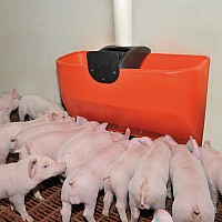 alimentator porci