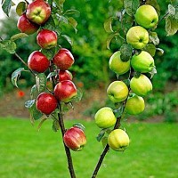 altoiri pomi fructiferi