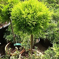arbori ornamentali