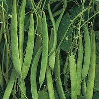 fasole verde