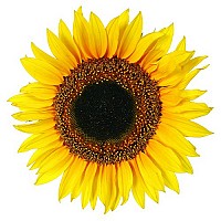 floarea soarelui