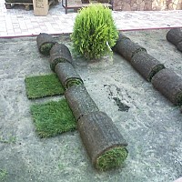 gazon decorativ