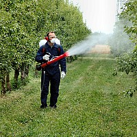 ingrasaminte foliare