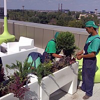 intretinere plante