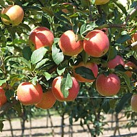 pomi fructiferi