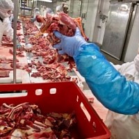 procesare carne