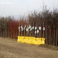 puieti de pomi fructiferi