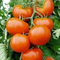 rasaduri legume