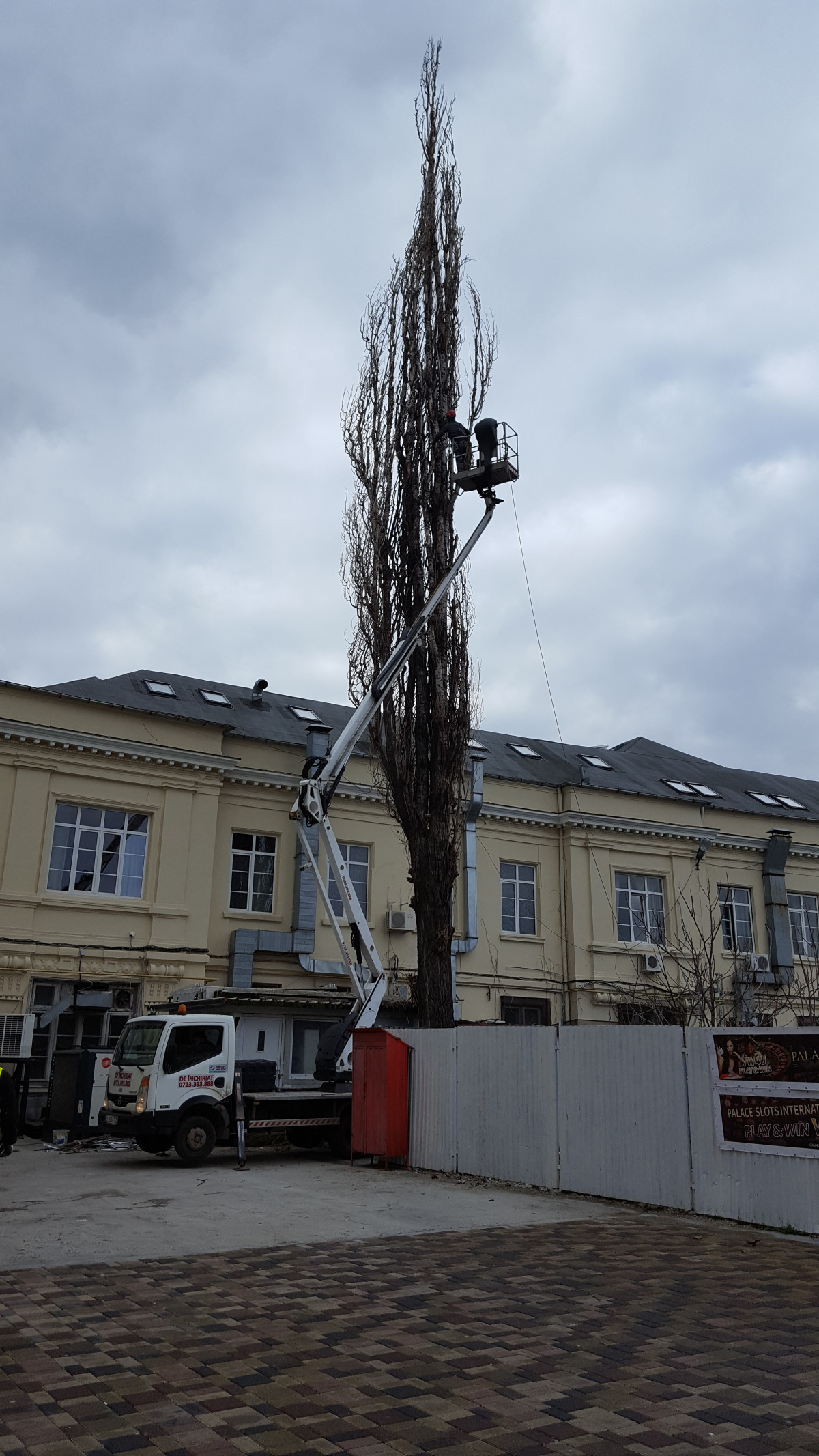 Toaletare Arbori Taiere Arbori Intretinere Arbori Tundere Arbori