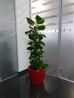 AMENAJARI BIROURI CU PLANTE DE INTERIOR