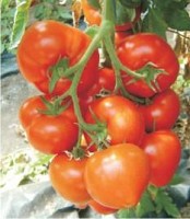 Tomate Belfast F1 - 500sem