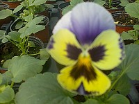 Panselute curgatoare